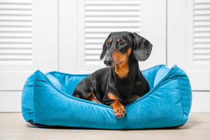 Dog lies on blue soft bed in room on floor, place for pets. Cozy comfortable bed