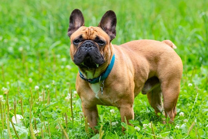 French bulldog on the background of a green lawn