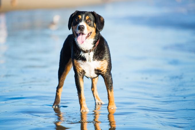 Dog Standing in Water at the Beach