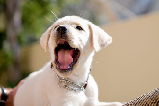 Labrador puppy yawning 