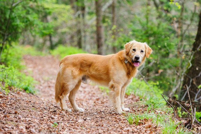 Golden retriever in the forest