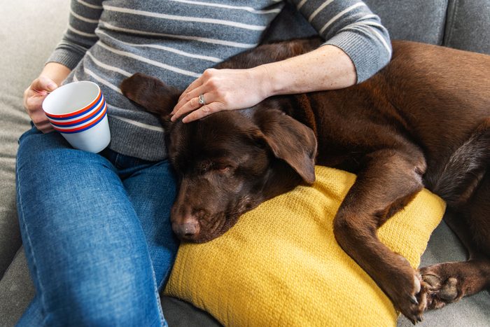 Labrador retriever cuddling with owner on couch