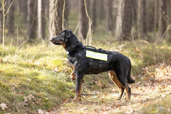 Beauceron Shepherd Search and rescue dog training in forest