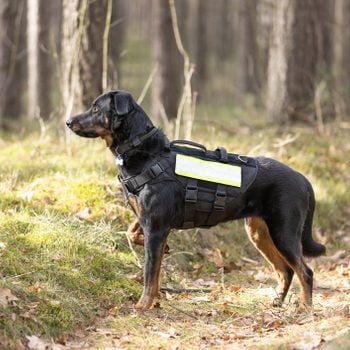 Beauceron Shepherd Search and rescue dog training in forest
