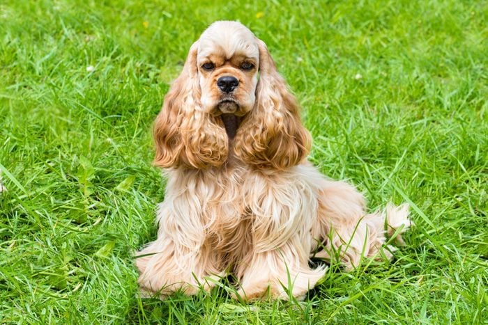American Cocker Spaniel sits in the grass