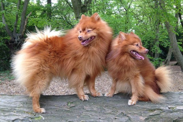 two red german spitz dogs outside on a log
