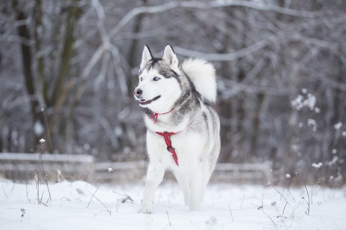 Siberian husky runs on fresh snow.