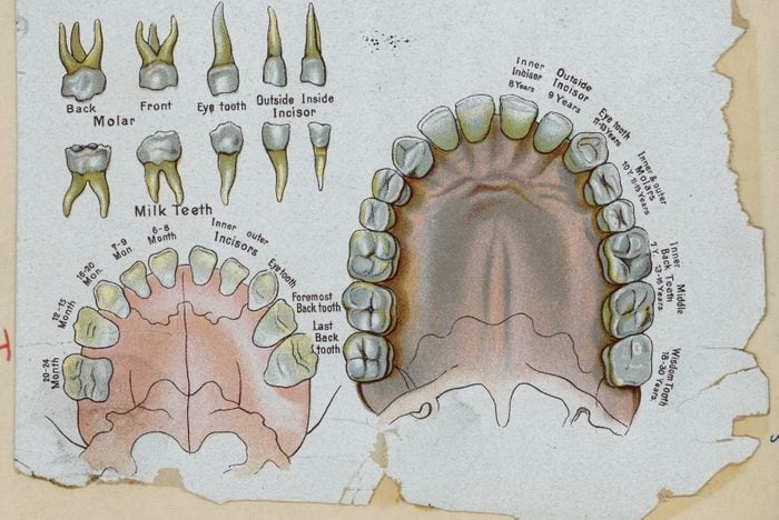 Teeth of Adults and Children