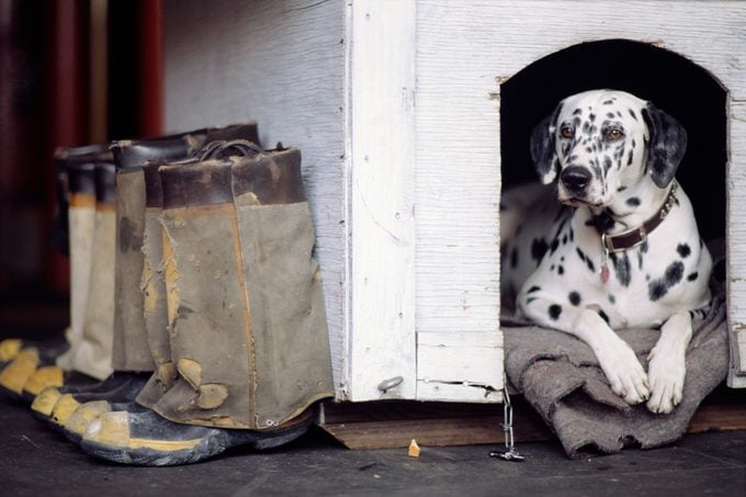 Dalmatian Resting at Fire Station Doghouse