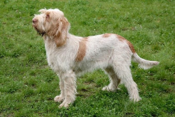 Typical Spinone Italiano dog on a green grass lawn