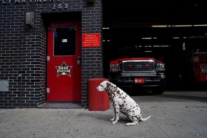 USA - Dogs - Dalmation - New York Firehouse