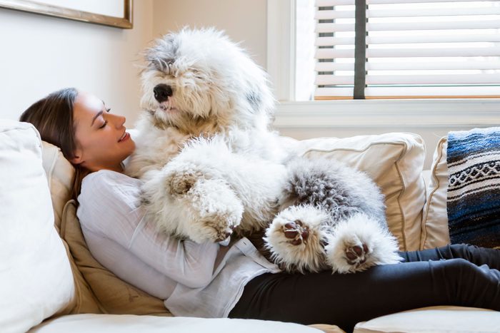 old english sheepdog on couch with owner