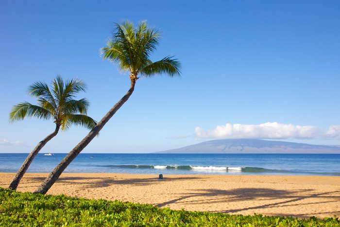Pair of palm trees leaning toward Pacific Ocean in Maui