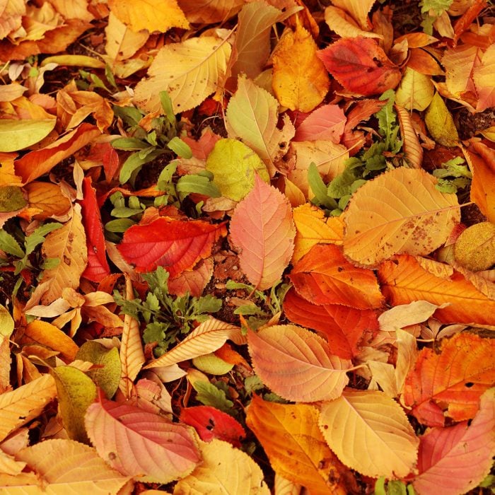 Full Frame Shot Of Fallen Autumn Leaves