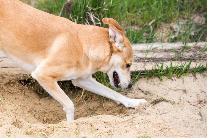 dog digging in a sandbox