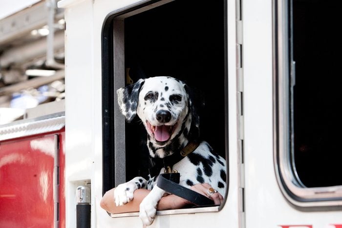 Dalmatian smiling while leaning out fire truck window