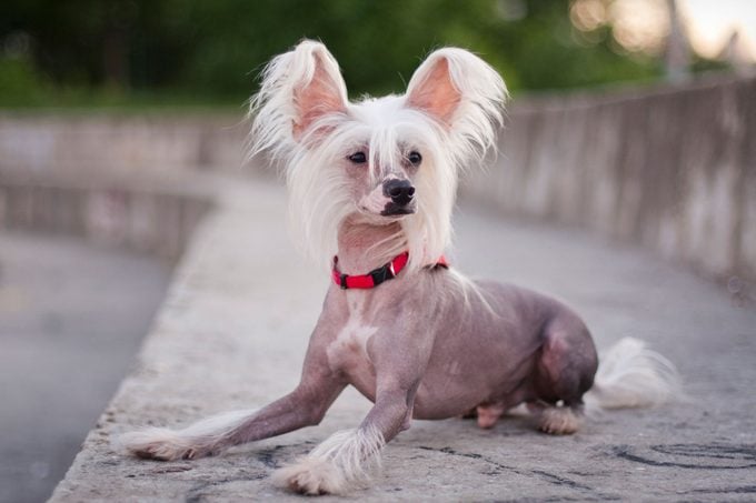 Hairless Chinese Crested Dog Lies On A Huge Staircase
