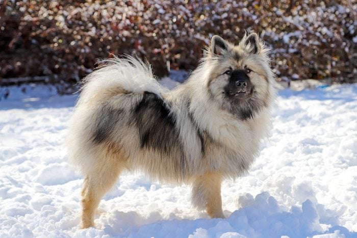 Keeshond Gettyimages 903409276