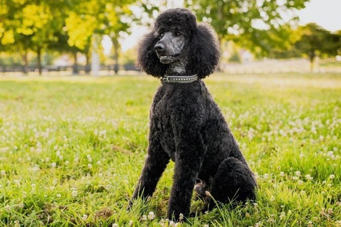 Poodle Gettyimages 611485639 E1616773387238