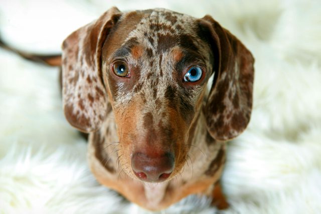 Portrait Of A Dachshund With A Blue And A Brown Eye Sitting On Fake White Fur