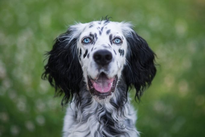 Portrait Of English Setter With Blue Eyes Standing On Field