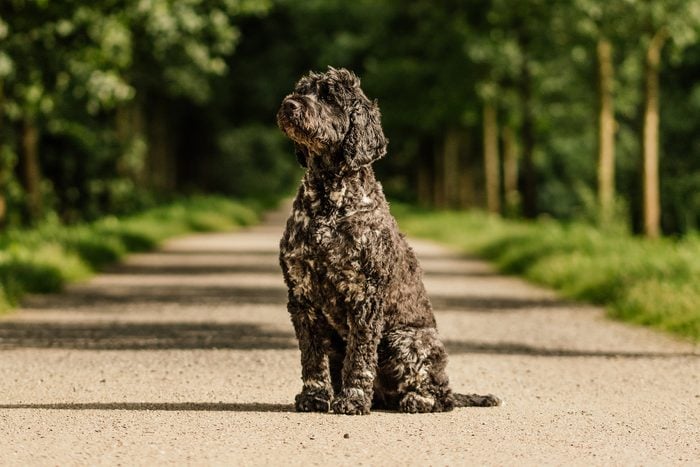 Portuguese Water Dog Gettyimages 1056385382