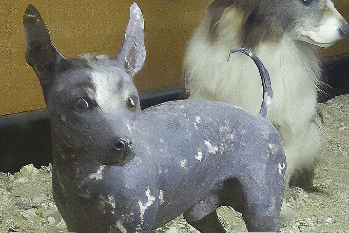 stuffed Abyssinian Sand Terrier African Hairless Dog in a museum 