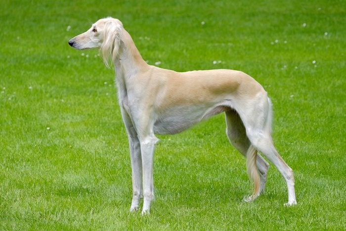 Saluki Gettyimages 475685568 A