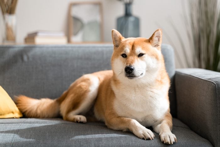 Shiba Inu Gettyimages 1425823061