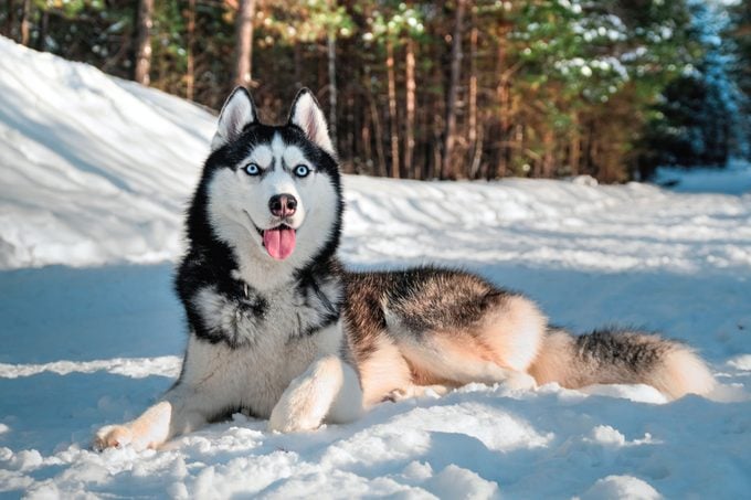 Siberian Husky With Blue Eyes Lies On A Snowy Road In A Sunny Winter Pine Forest