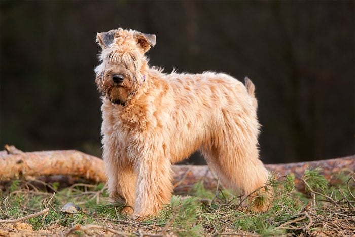 Soft Coated Wheaten Terrier Gettyimages 466537013
