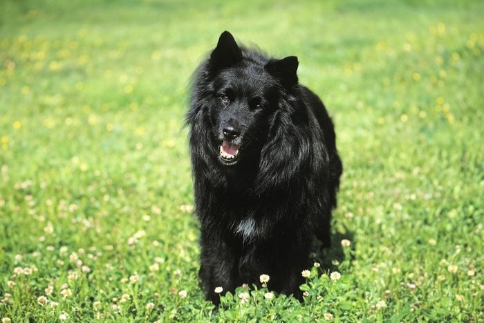 Swedish Lapphund Gettyimages 1256085014