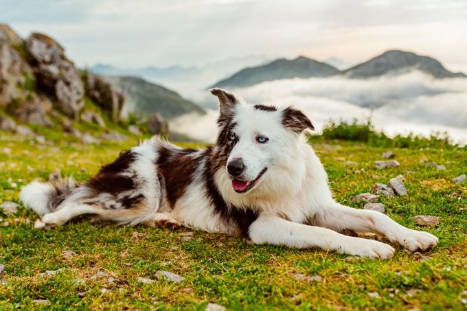 Border Collie Lying In The Field Of A Mountain