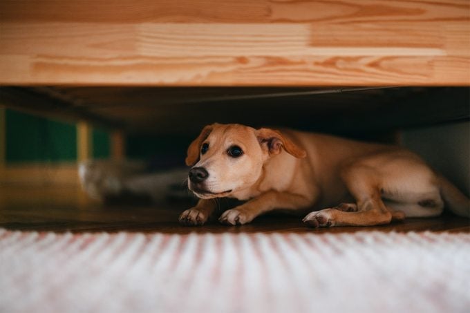 13 Things Shelter Dogs Wish You Knew Gettyimages 1482780941