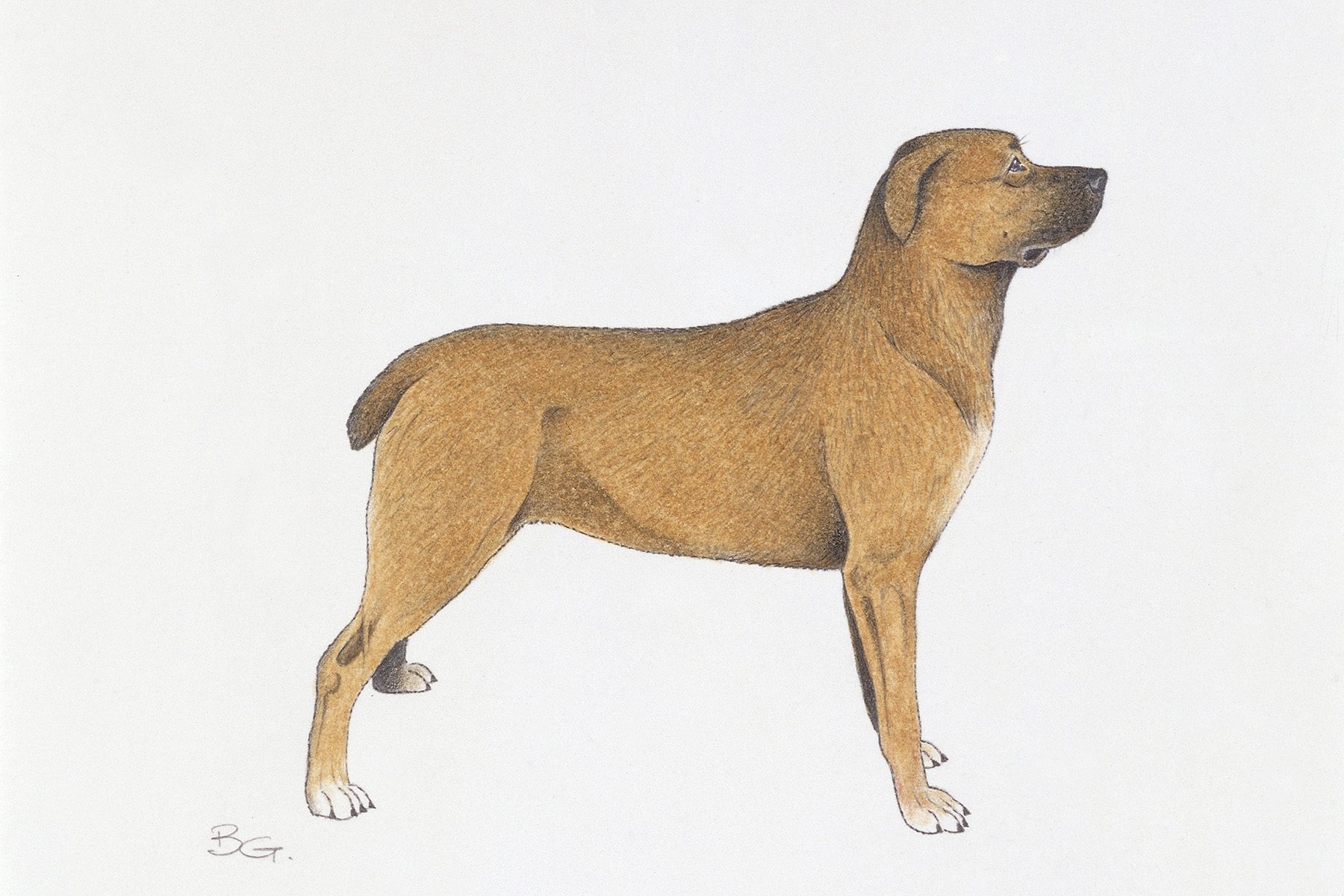 Belgian Mastiff, Illustration