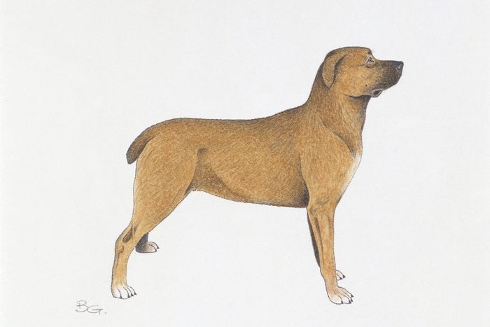 Belgian Mastiff, Illustration