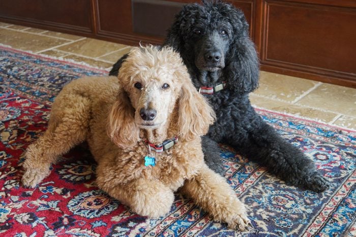 2 Gorgeous Standard Poodles Are Lying Next To Eachother On A Beautiful Rug Indoors