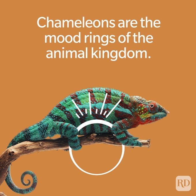 80 Animal Jokes That Are The Wildest In The Kingdom