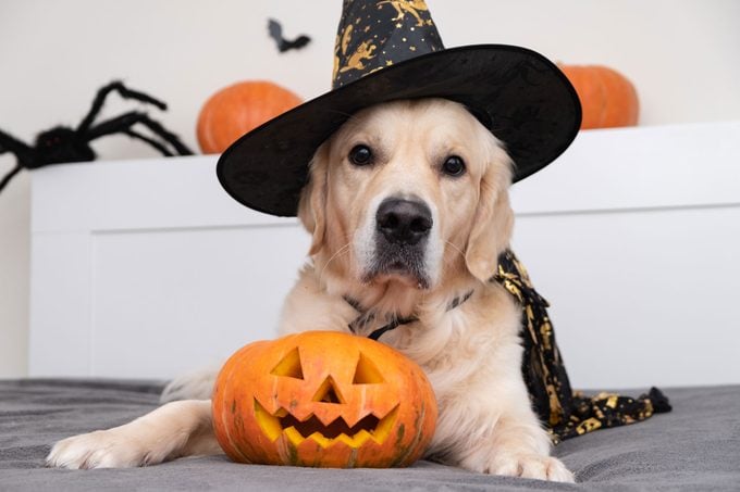 A Golden Retriever Dog Dressed As A Witch For Halloween