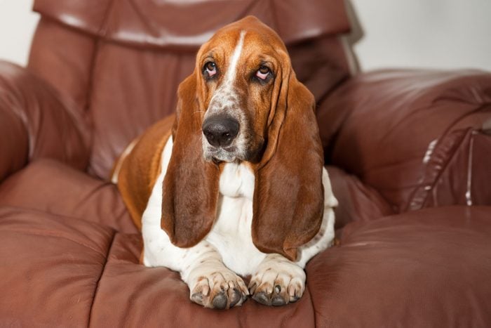 A Basset Hound Laying On A Leather Chair