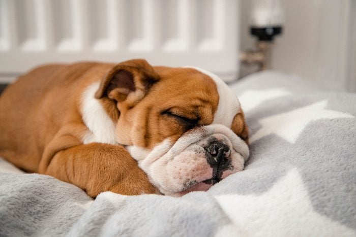 A Cute British Bulldog Sleeping In A Dog Bed