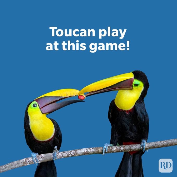 Animal Puns That Are Fur Ever Funny with two yellow throated toucans on a branch sharing food on dark blue background