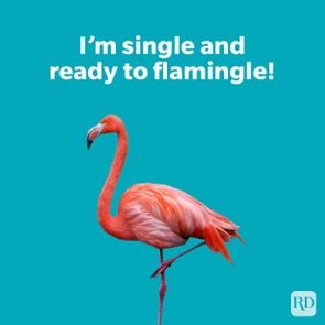 Animal Puns That Are Fur Ever Funny with a pink flamingo with one leg up on turquoise background