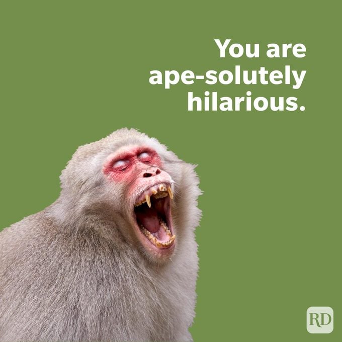Animal Puns That Are Fur Ever Funny with a laughing snow monkey on green background