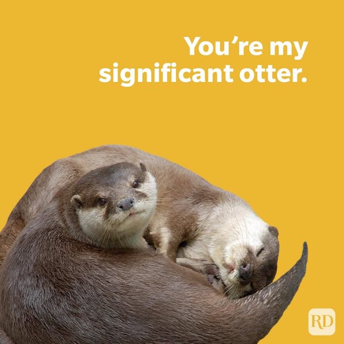 Animal Puns That Are Fur Ever Funny with two cute asian otters cuddling on yellow background