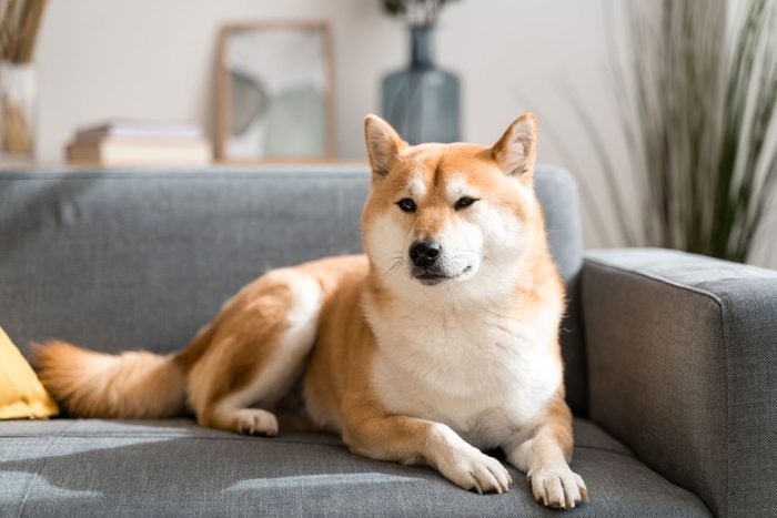 Beautiful Shiba Inu Dog Taking A Rest On Living Room Sofa