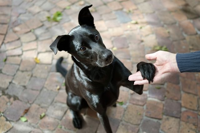 Black Dog Giving Its Paw During Training With Woman Outside