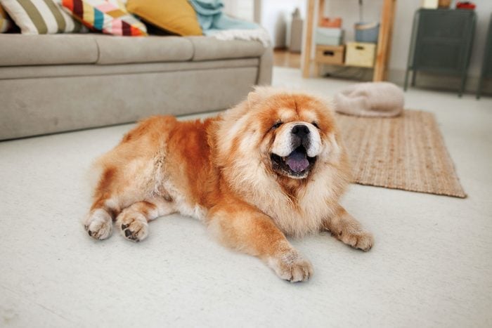 Chow Chow Dog Laying On The Floor In A Cozy Apartment