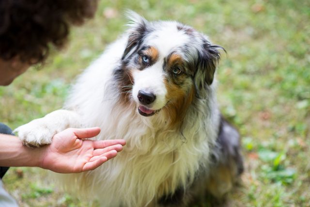 Cute Australian Shepherd Dog Giving Paw To Owner