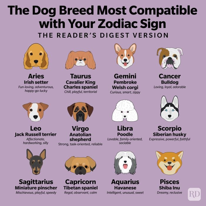 chart of 12 zodiac signs as dog breeds